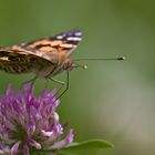 Distel falter