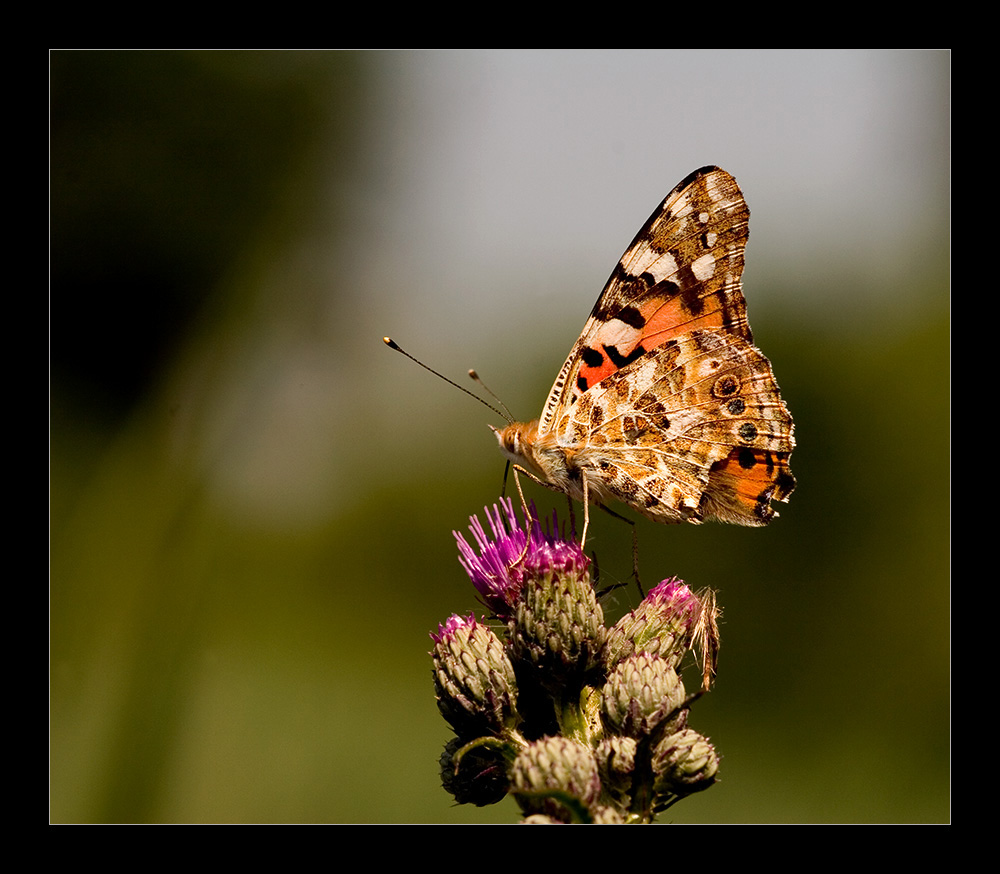 Distel-Falter-Distelfalter!!!