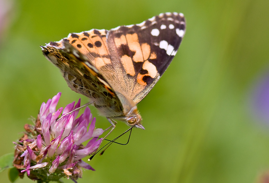 Distel Falter II