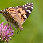 Distel Falter II