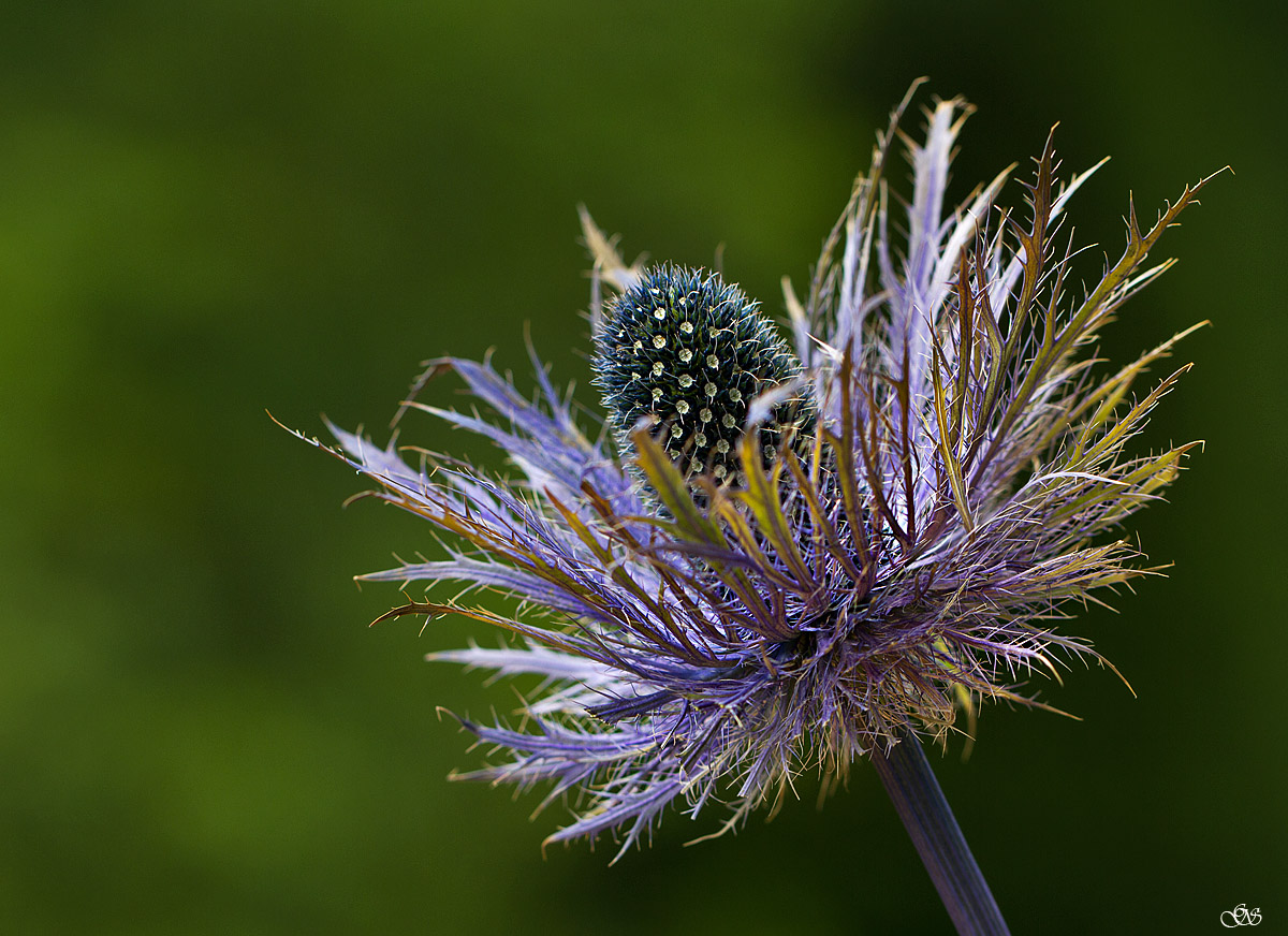 Distel