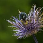 Distel