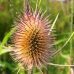 Distel