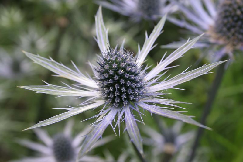 Distel Foto & Bild pflanzen, pilze & flechten, blüten