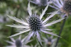 Distel