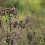 distel-finken