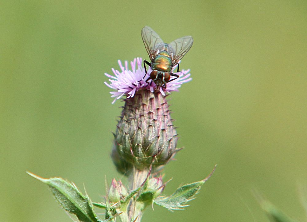 Distel + Fliege