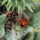 Distel-Flohkäfer