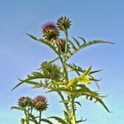 Distel ganz groß