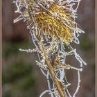 Distel, gefangen im Raureif