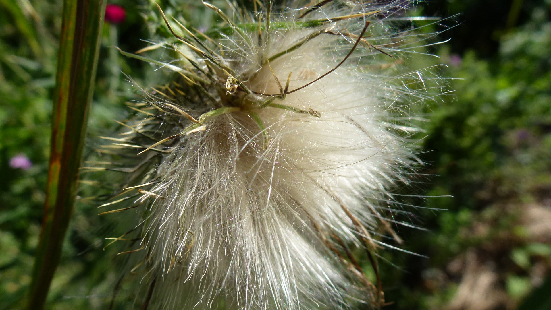 distel ...geplatz