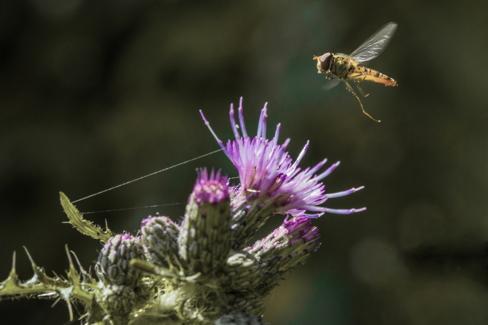 Distel grüßt schwebende Fliege