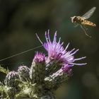 Distel grüßt schwebende Fliege