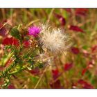 Distel halb verblüht