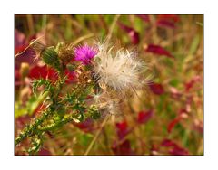 Distel halb verblüht