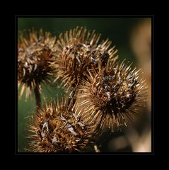 Distel Halbkreis