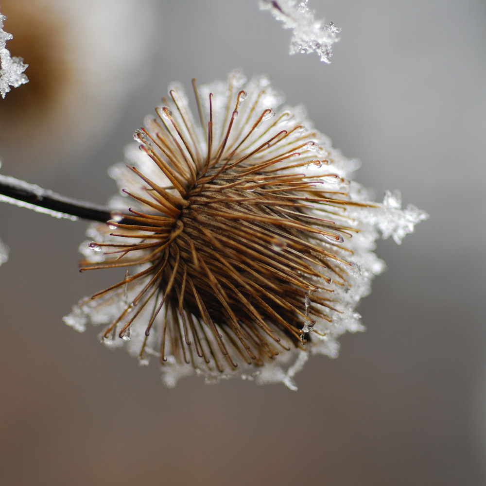 Distel halbvereist