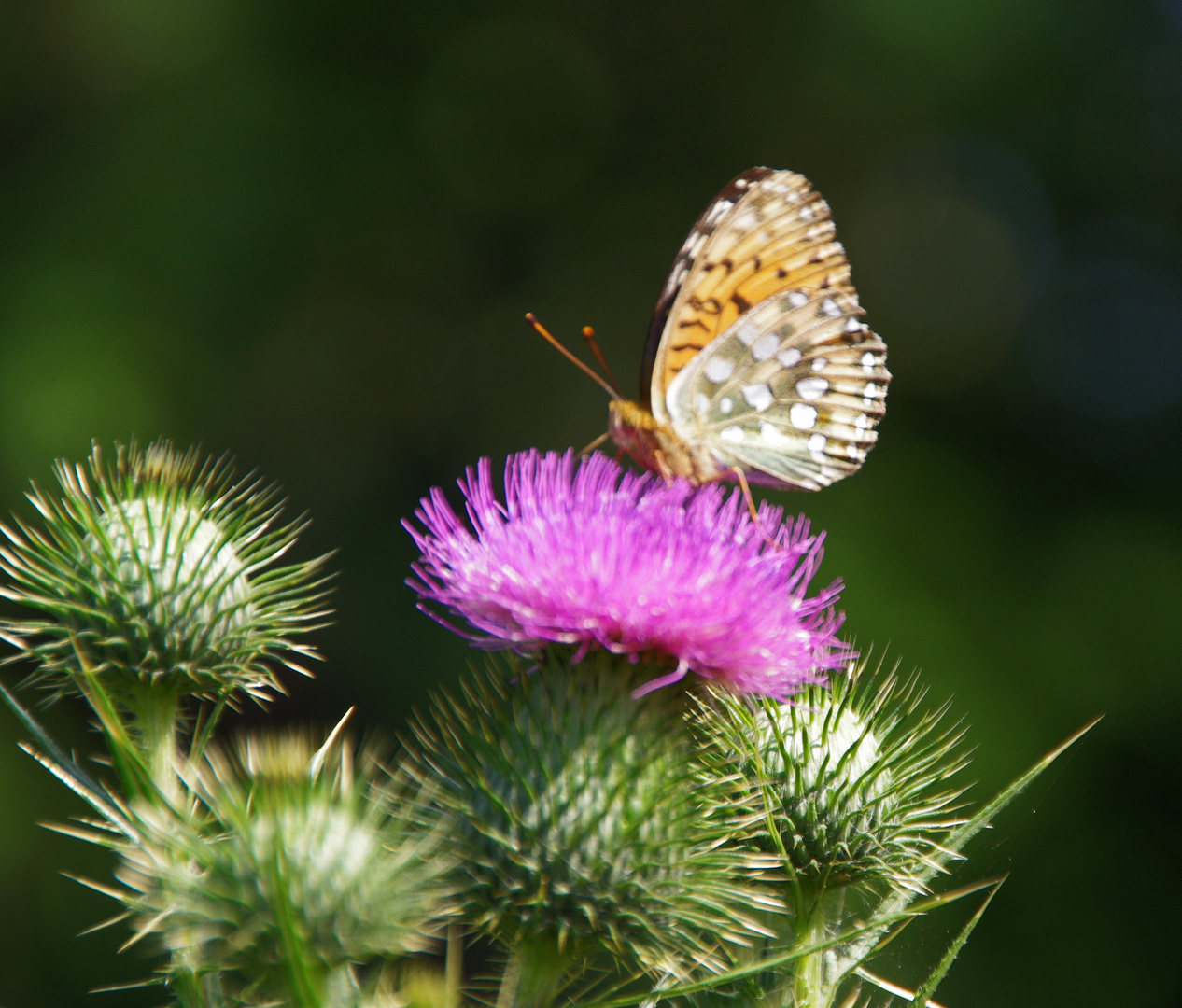 Distel hat Besuch