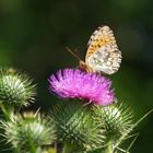 Distel hat Besuch