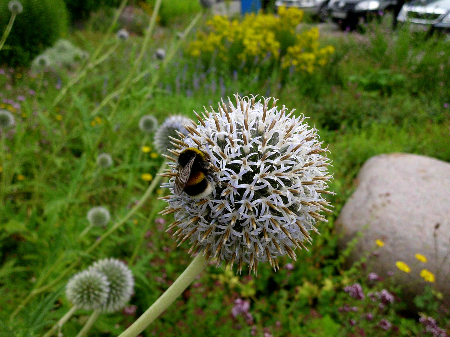 Distel hat Besuch