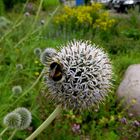 Distel hat Besuch