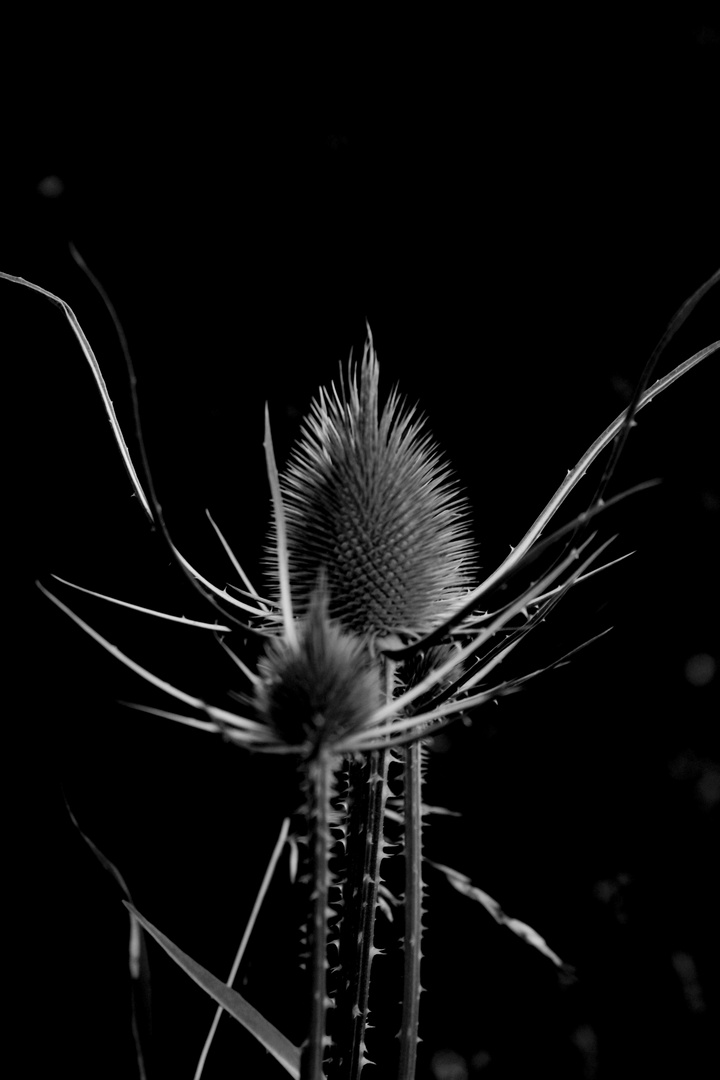 Distel hell, dunkel