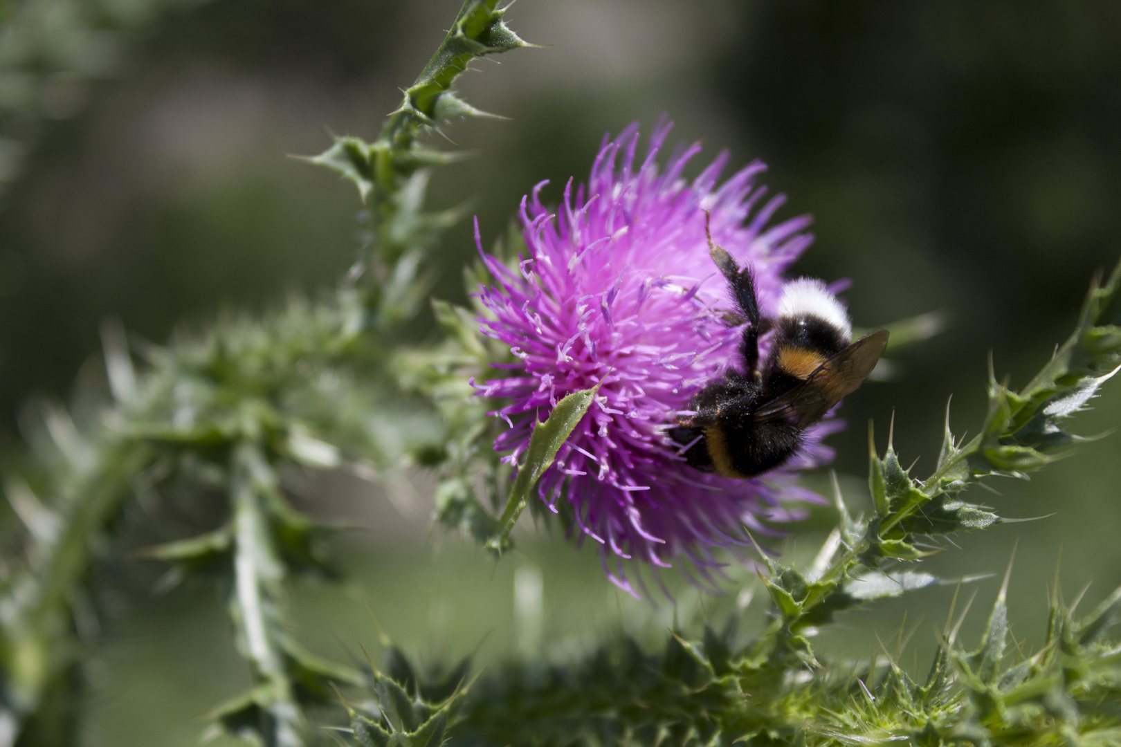 Distel & Hummel 2