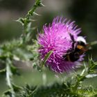 Distel & Hummel 2