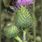 Distel, Hummel und Käfer