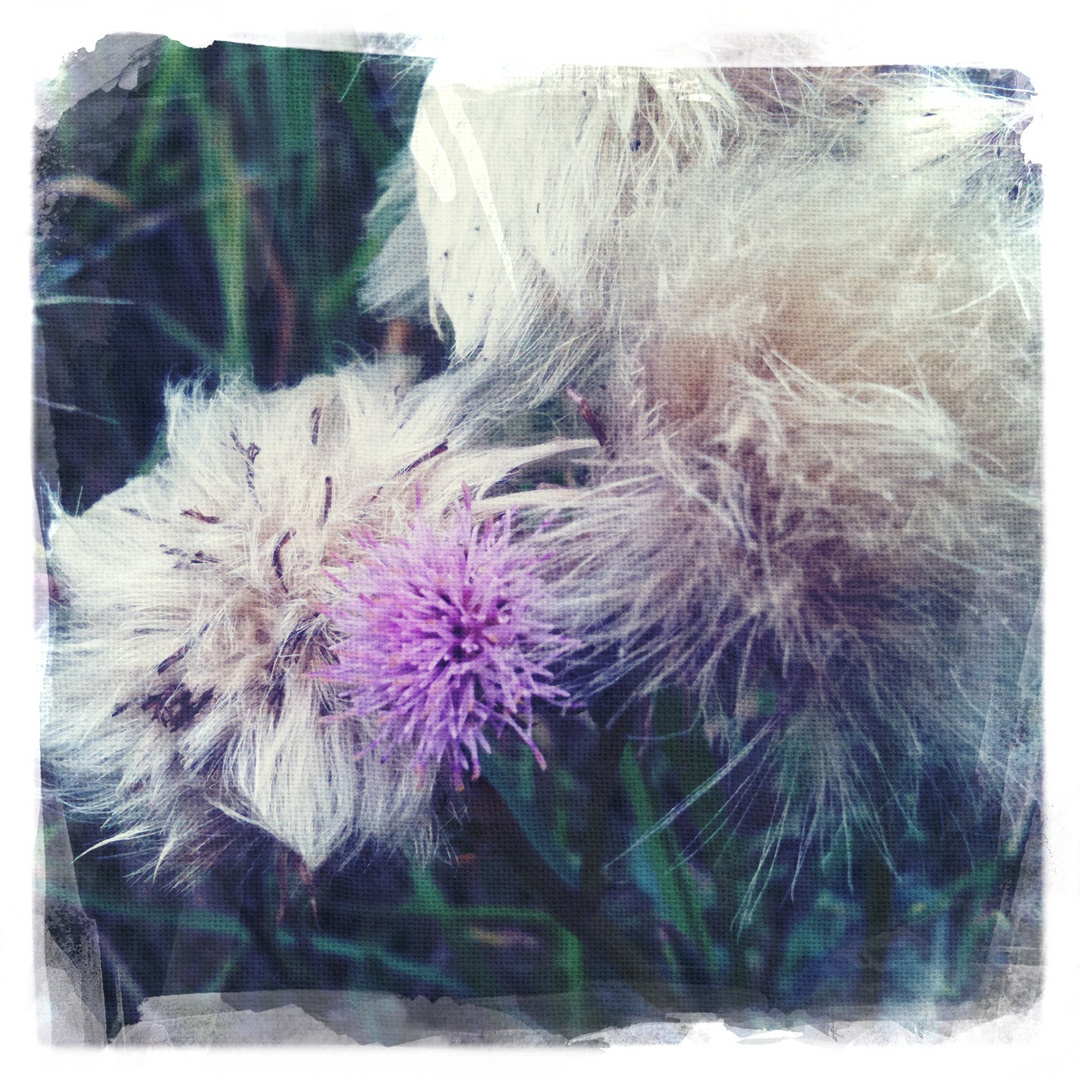 distel I