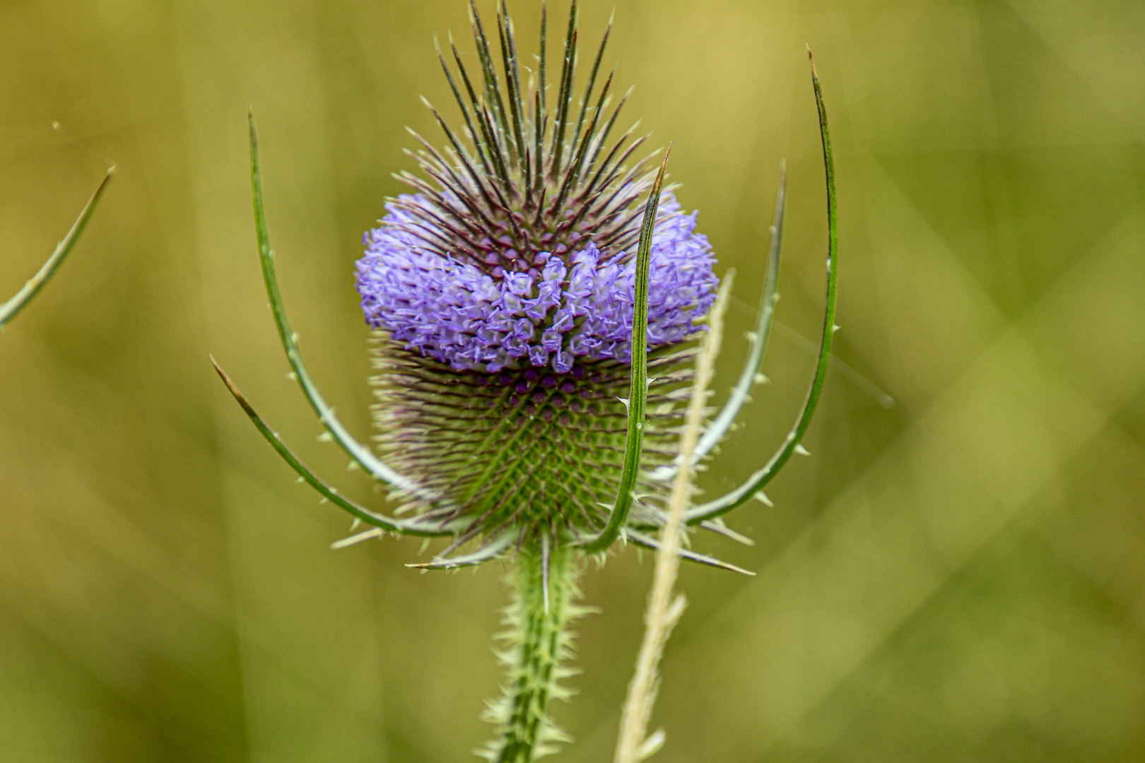 Distel-Ile de Groix