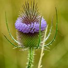 Distel-Ile de Groix