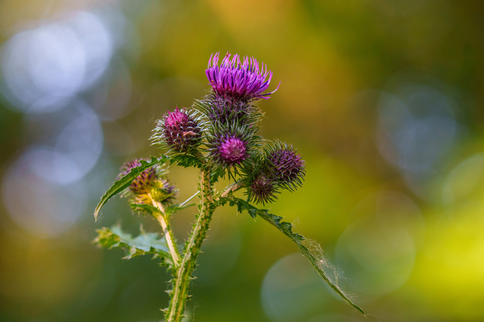 Distel im Abendlicht