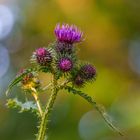 Distel im Abendlicht