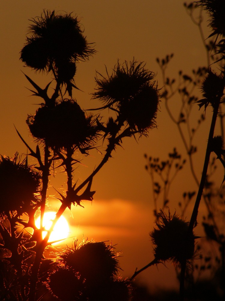 Distel im Abendlicht