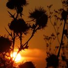 Distel im Abendlicht