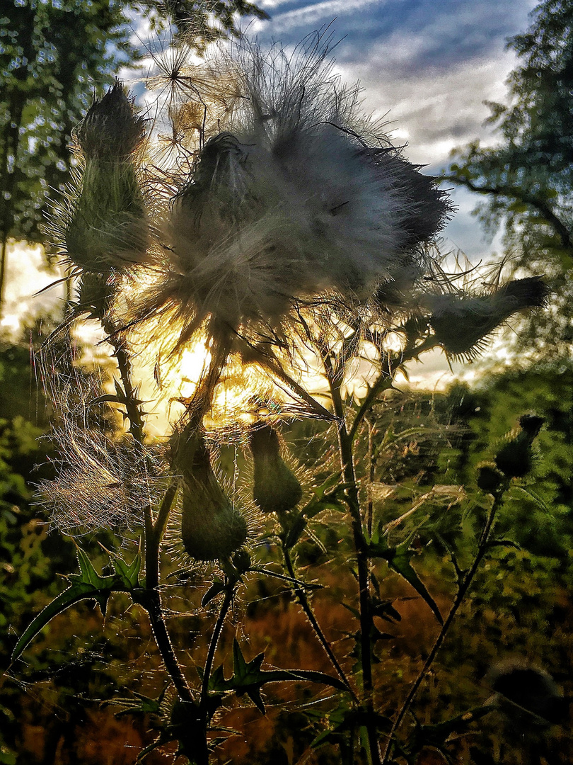 Distel im Abendlicht