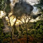 Distel im Abendlicht