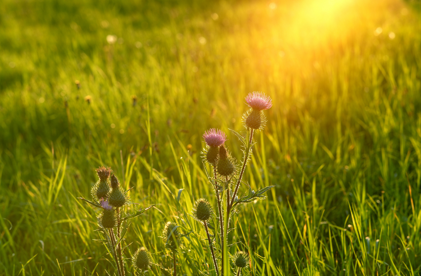 Distel im Abendlicht