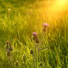 Distel im Abendlicht