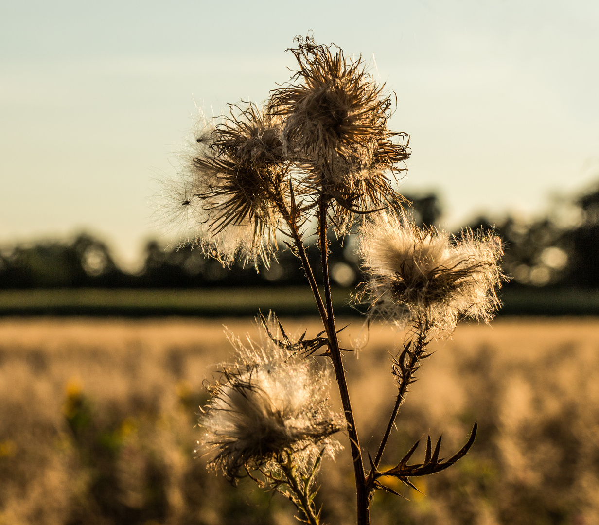 Distel im Abendlicht