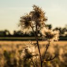 Distel im Abendlicht