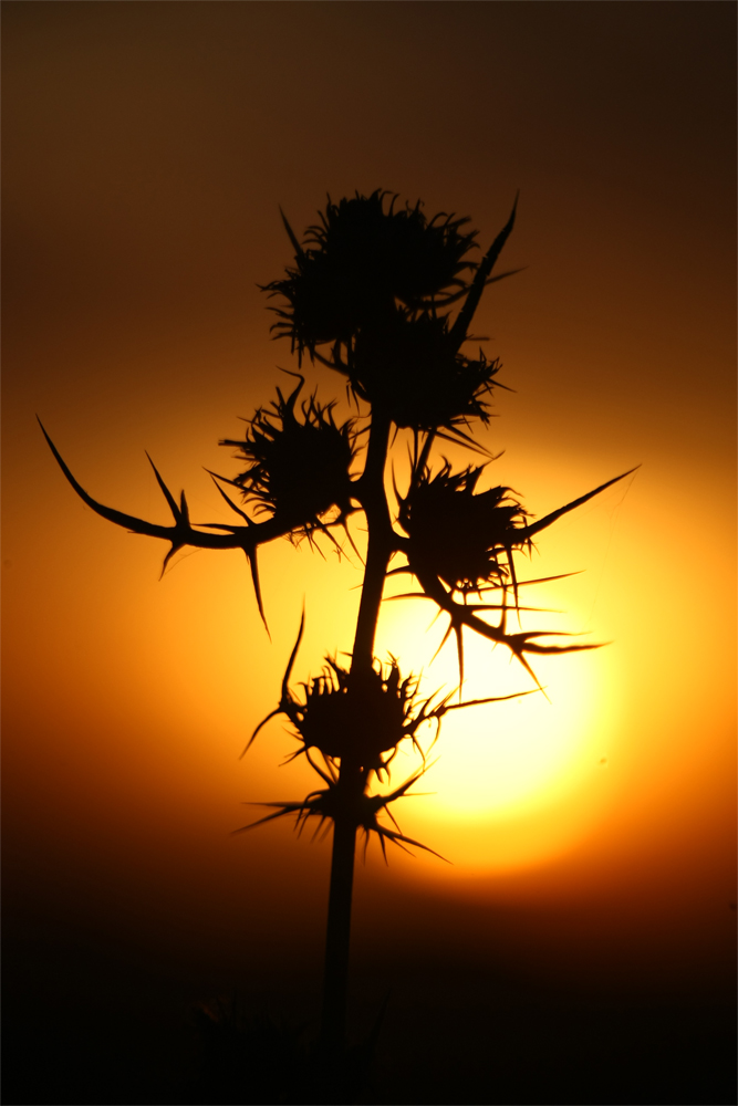 Distel im Abendrot