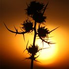 Distel im Abendrot