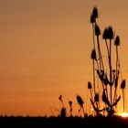 Distel im Abendrot