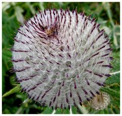 Distel im Detail