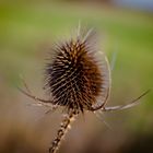 Distel im Dezember