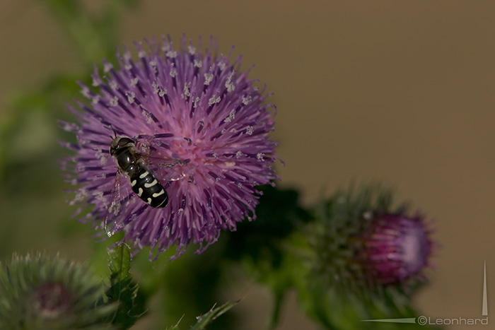 Distel im Distelfeld