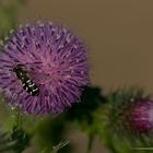 Distel im Distelfeld