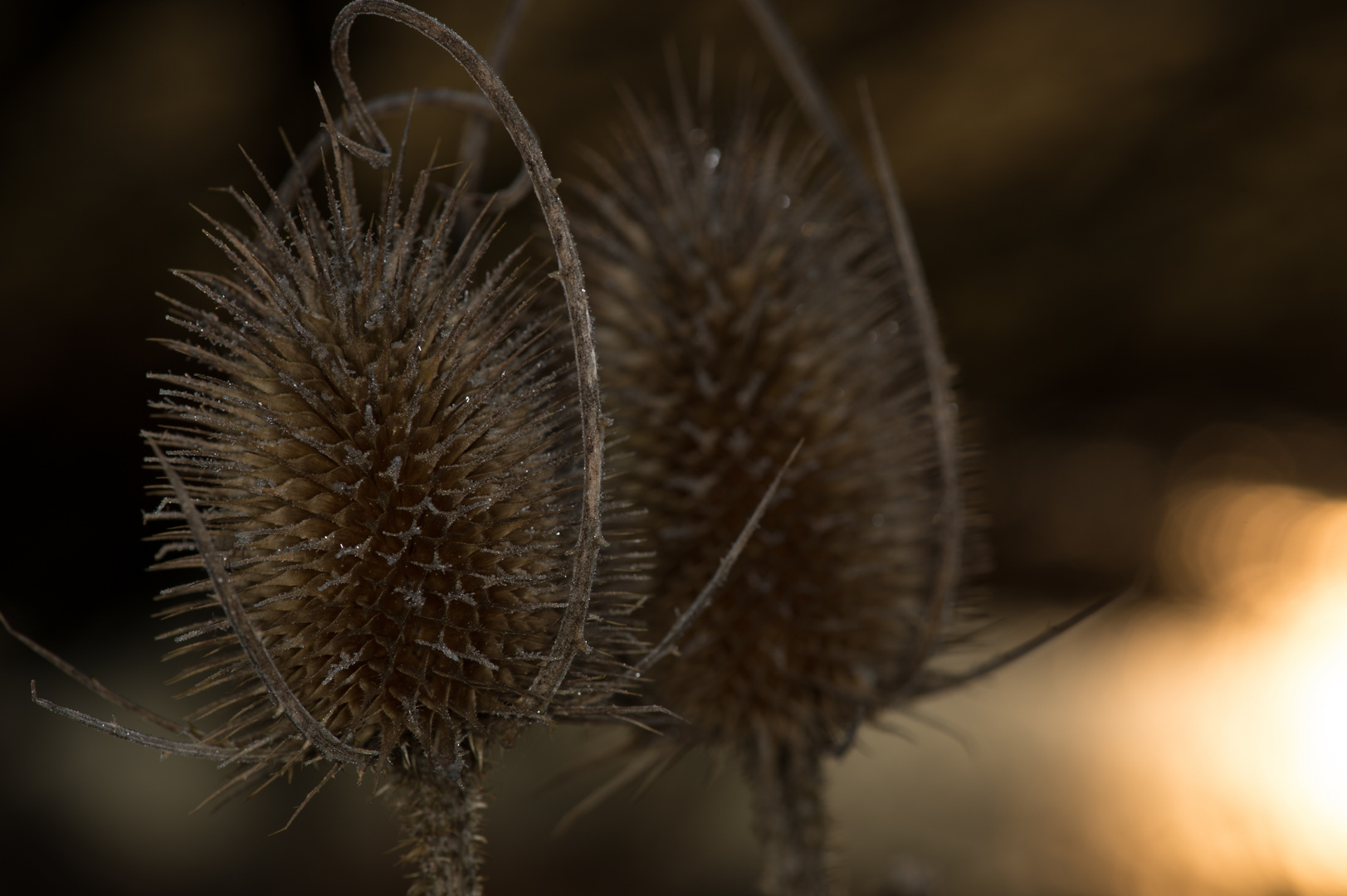 Distel im Eispanzer